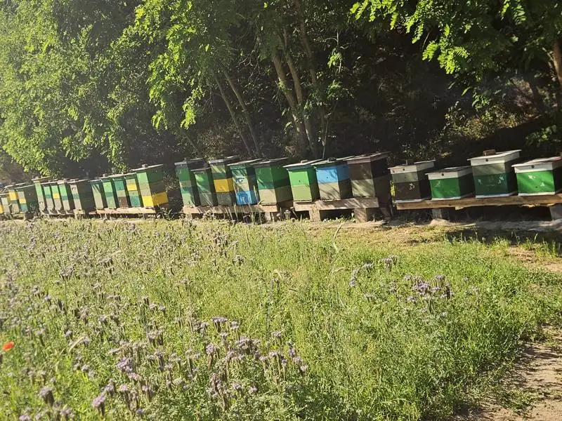 Ule Pasieki Robinia w rzędzie na skraju lasu, przed nimi kwitnąca łąka